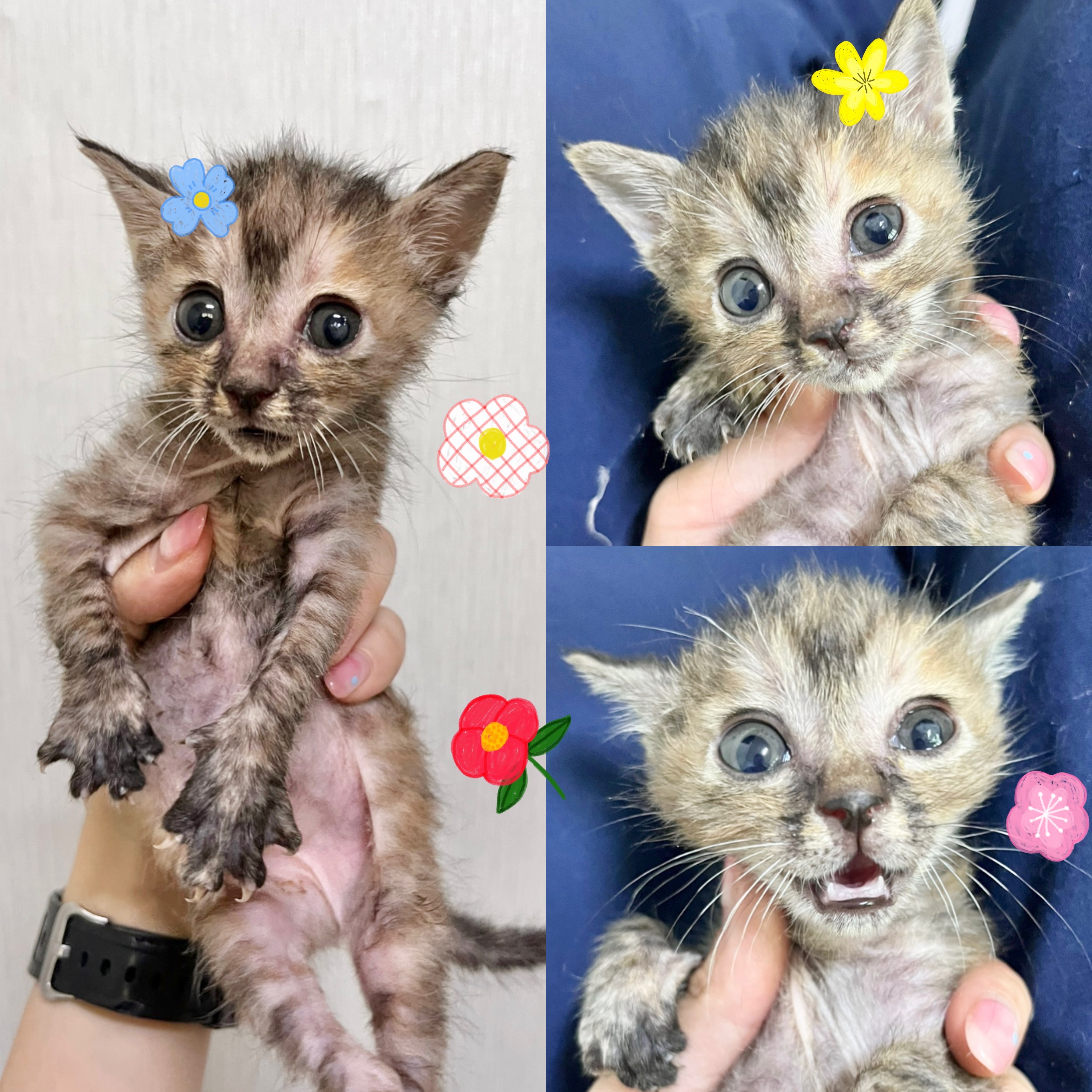 보호중 한국 고양이…